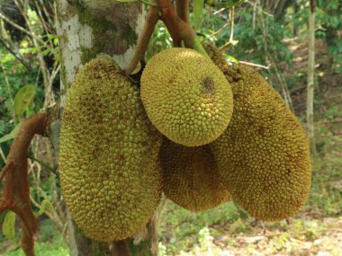Jackfruit sapları arasında yer alır ve tadı çok tatlıdır.