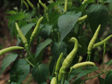 Hala yeşil olan meyveli acılı bitkiler.