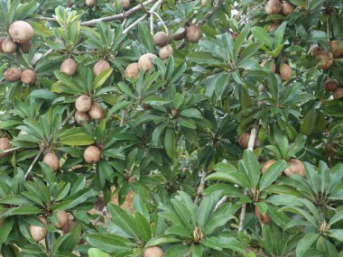 Sapodilla ağaçları tüm yıl boyunca meyve veren tropikal bir bitki olan bol miktarda meyve üretir.