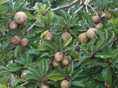 Sapodilla ağaçları tüm yıl boyunca meyve veren tropikal bir bitki olan bol miktarda meyve üretir.