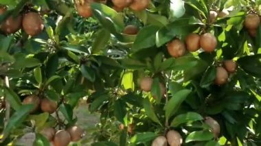 Dalların arasında sallanan sapodilla meyvesi bir rüzgar tarafından vuruldu.