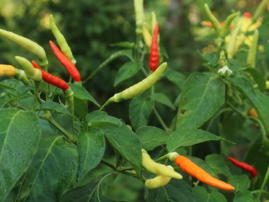 Taze arnavut biberleri ağaçta, kırmızı biberler olgun ve yeşil olgunlaşmamış