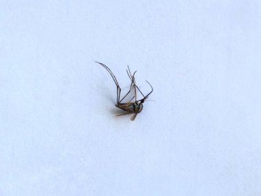 Çok büyük boyutlarda nadir bir sivrisinek, beyaz arka planda yatan uzun eğimli hortumlar.