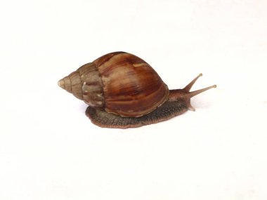 Snail or scientific name Lissachatina fulica originating from Africa isolated on a white background