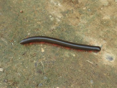 Millipedes are black and their legs are red clipart