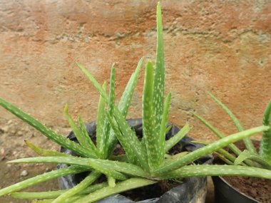 Konteynırda yetişen aloe vera bitkisinin yakın çekimi.