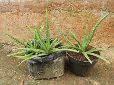 Konteynırda yetişen aloe vera bitkisinin yakın çekimi.