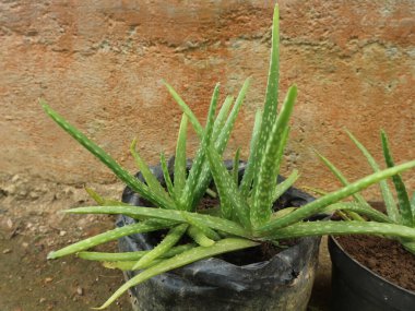 Konteynırda yetişen aloe vera bitkisinin yakın çekimi.