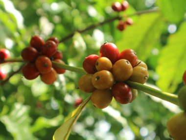Taze kırmızı olgun kahve meyveleri ağaçta.