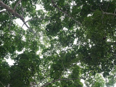 Yüksekliğin üzerindeki yeşil yaprakların arkaplanı