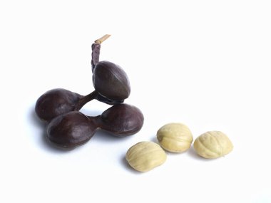 Close-up view of jengkol fruit on a white background clipart