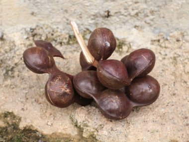  close look at the jengkol fruit that has just been picked from the tree, the jengkol still has the skin on it clipart