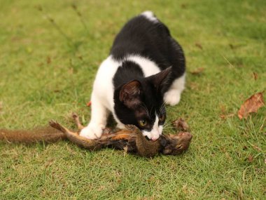 Bir sincabı ısıran ve onu yemek üzere olan bir kedinin yakın çekimi.