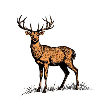 hand drawn illustration of a deer clipart