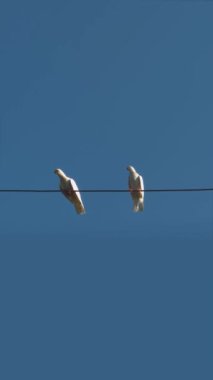 Mavi gökyüzüne karşı bir tel üzerinde oturan iki beyaz güvercin kuşu.