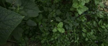 Yeşil bir alanda daireler çizen sarı bir kelebek, hava manzaralı, geniş sinematik video.