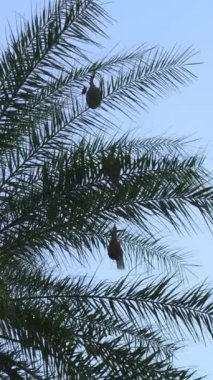 Weaver kuşlarının yuvaları mavi gökyüzüne karşı bir hurma ağacında asılı, dikey video.