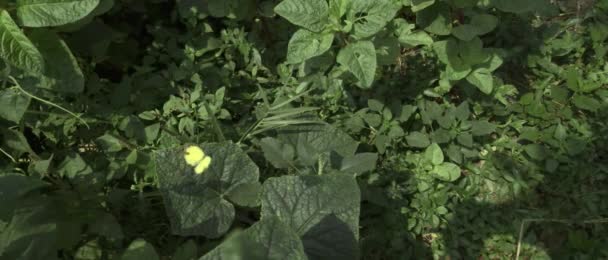 一只黄色蝴蝶在一个绿色的花园中盘旋 电影般的宽慢动作视频 — 图库视频影像