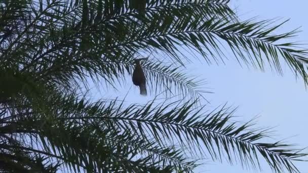 Bir Dokumacı Kuş Yuvası Mavi Gökyüzüne Asılı Bir Hurma Ağacında — Stok video