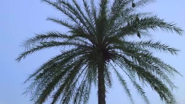 Weaver Kuşu Yuvalarını Mavi Gökyüzüne Karşı Geniş Bir Hurma Ağacına — Stok video