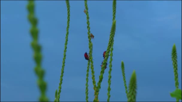 Escarabajo Hoja Manchada Verde Negro Las Plantas Achyranthes Aspera Tiempo — Vídeo de stock