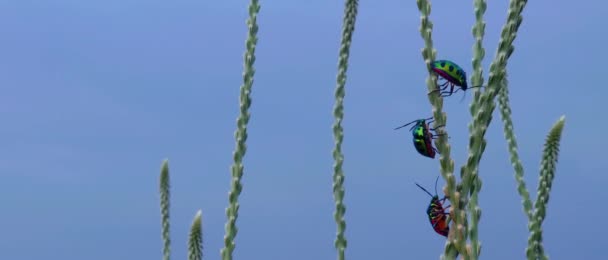 Hijau Dan Hitam Berbintik Bintik Daun Kumbang Pada Tanaman Achyranthes — Stok Video