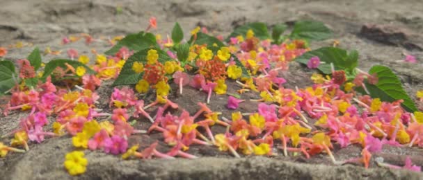 ランタナ カマラの花は ゆっくりとした動きで地面に落ちる 概念的なビデオ — ストック動画
