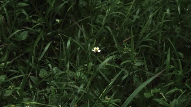 Белый Цветок Траве Ветреный День — стоковое видео