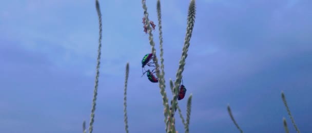 Escarabajo Hoja Manchada Verde Negro Plantas Escarabajo Hoja Manchada Verde — Vídeo de stock