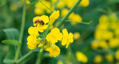 Sarı çiçekler tarlada