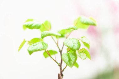 Bahçedeki güzel yeşil yapraklar. bahar arkaplanı.