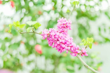 Renkli çiçeklerin arkaplan resmi,