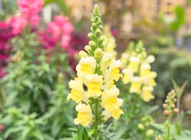 Bahçedeki beyaz çiçekler