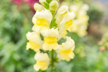 Bahçedeki beyaz çiçekler