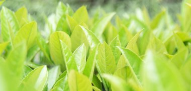 yeşil yaprak çiy ile