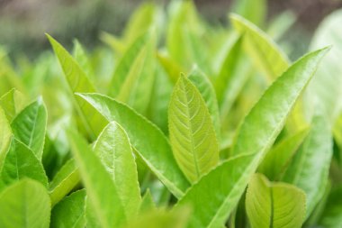 yeşil yaprak çiy ile