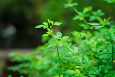 Bahar yeşil yaprakları hayat dolu