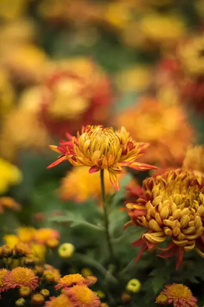 Цветущие Красные Желтые Хризантемы — стоковое фото