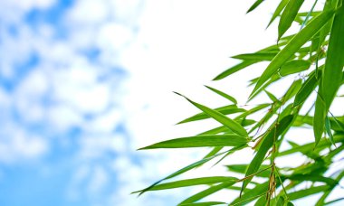 Mavi gökyüzü ve bambu yaprakları için arka plan materyali