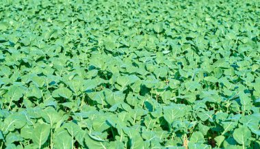 Yeşillik tarlalarda