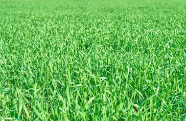 Ülke buğday tarlasında yeşil buğday fideleri