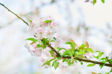 Pembe begonya çiçekleri açan bahar arkaplanı