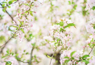 Pembe begonya çiçekleri açan bahar arkaplanı
