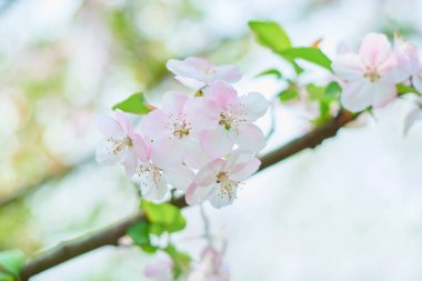 Pembe begonya çiçekleri açan bahar arkaplanı