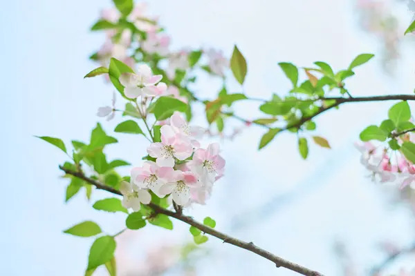 stock image spring background with pink begonia flowers blooming