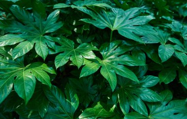 Yeşil çalı Japonya Fatsia yaprakları