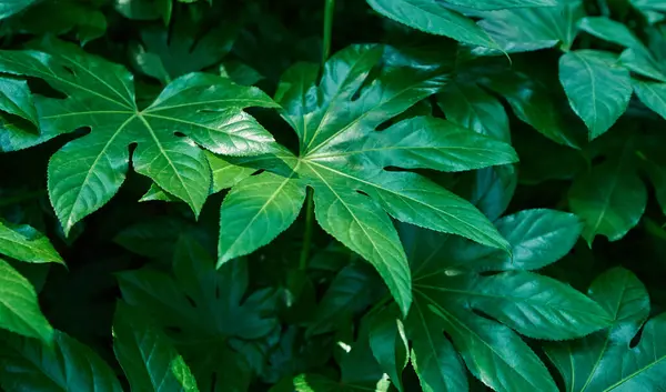 Yeşil çalı Japonya Fatsia yaprakları