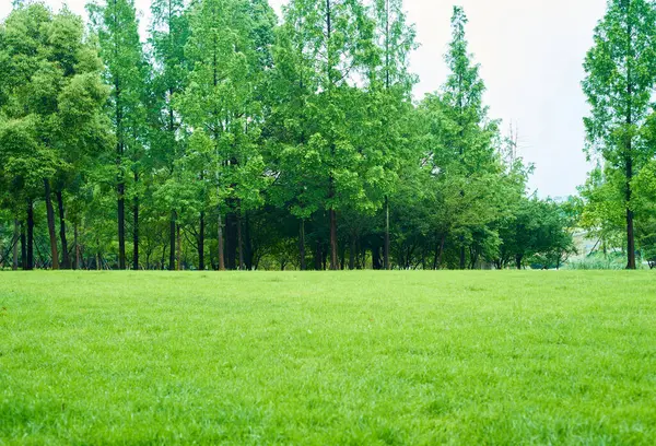 Parktaki yeşil ağaçlar