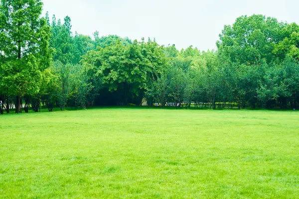 Красивый Зеленый Луг Деревьями — стоковое фото