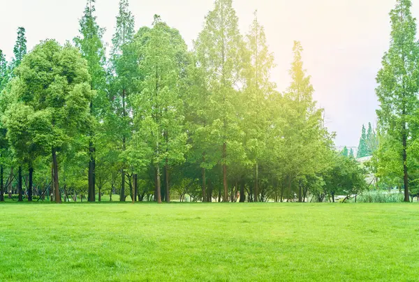 Sabahları parktaki ağaçlar